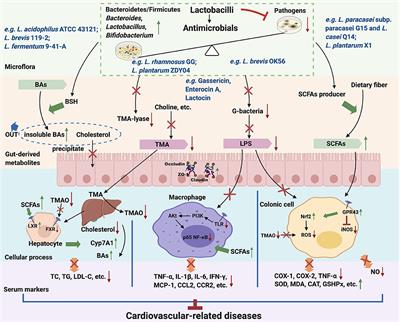 Therapeutic and Improving Function of Lactobacilli in the Prevention and Treatment of Cardiovascular-Related Diseases: A Novel Perspective From Gut Microbiota